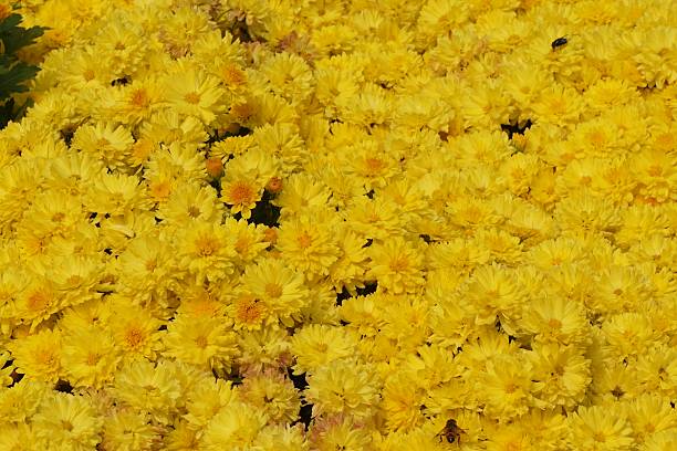 istock colorful of chrysanthemum 512888436