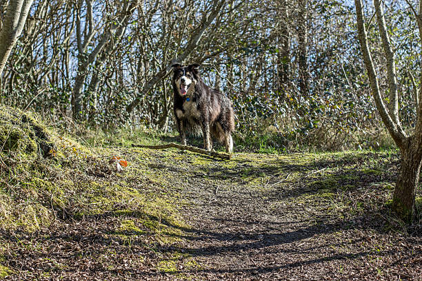 istock Very dirty sheepdog on woodland path 512888476