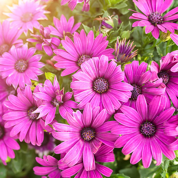 istock beautiful pink gerbera flower on nature green background 512888772