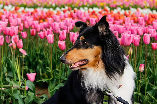 Big dark pet dog at blooming multi-colored tulip field