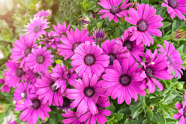 istock beautiful pink gerbera flower on nature green background 512888928