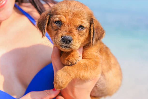 istock Cute brown puppy 512889226