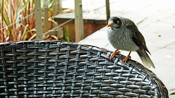 istock Noisy Miner Bird Wants Lunch 512889270
