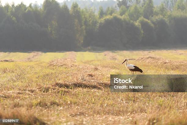 Walking White Stork Looking For Food On Harvested Cereal Field Stock Photo - Download Image Now