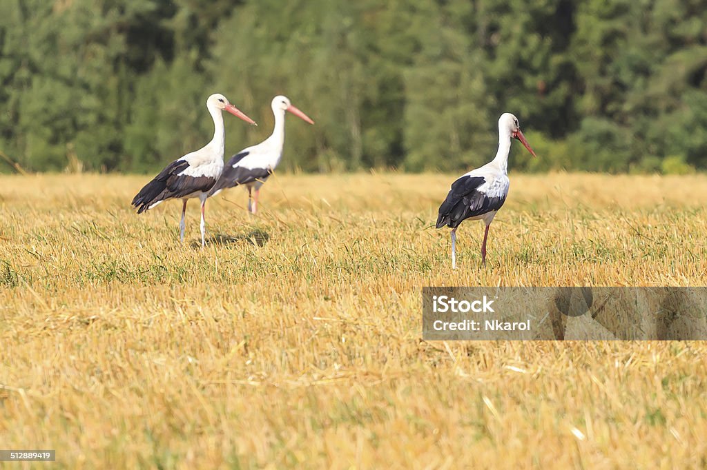 Tree juvenile White Storks looking for mice and insects Tree juvenile White Storks are looking for mice and insects on harvested cereal farm field. Storks are walking on flat field. Birds avoid areas overgrown with tall grass, shrub and young trees. Animal Stock Photo