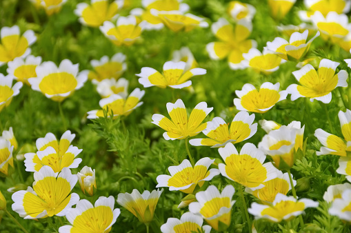 poached egg plant in white and yellow