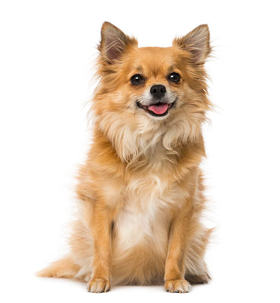 chihuahua (3 years old) chihuahua (3 years old) chihuahua dog stock pictures, royalty-free photos & images