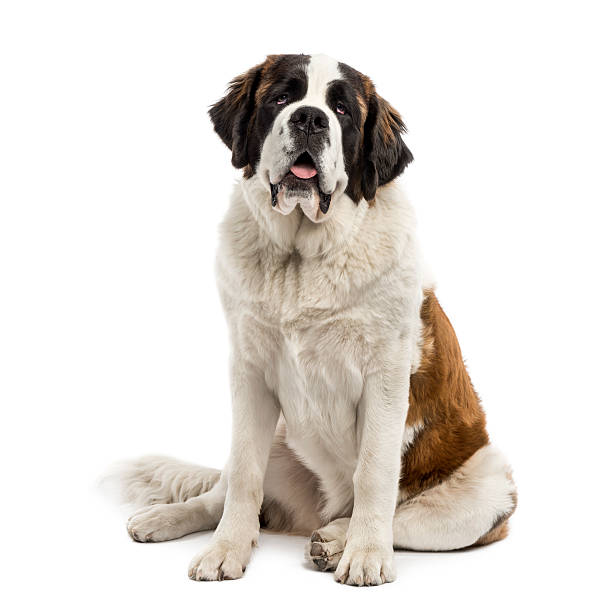 Saint-Bernard sitting stock photo