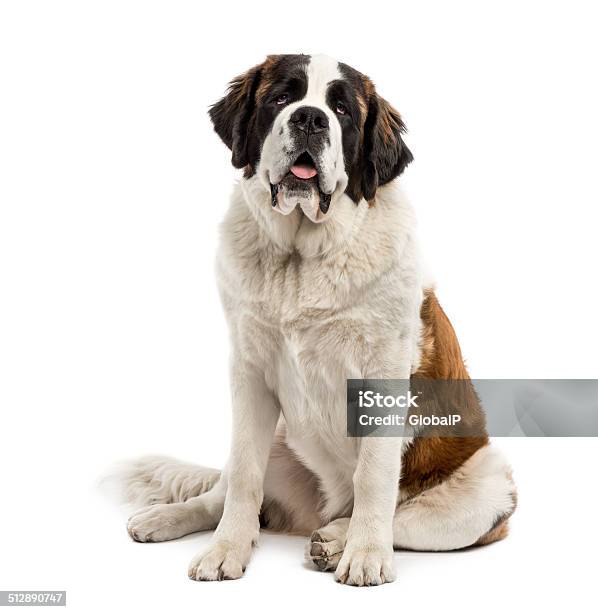 Saintbernard Sitting Stock Photo - Download Image Now - Saint Bernard, White Background, Dog