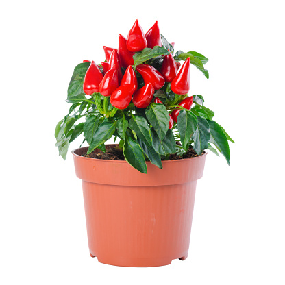 beautiful red hot chili peppers in pot is isolated on white background, close up