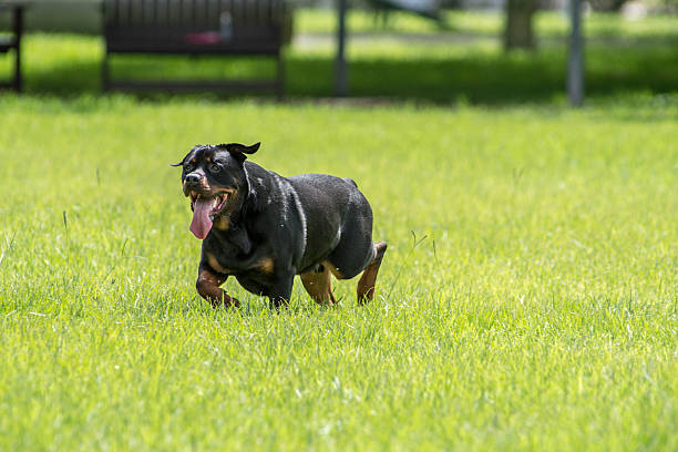 Rottweiler Running at the Dog Park Large black rottweiler dog running in a field of green grass at the dog park. huge black dog stock pictures, royalty-free photos & images