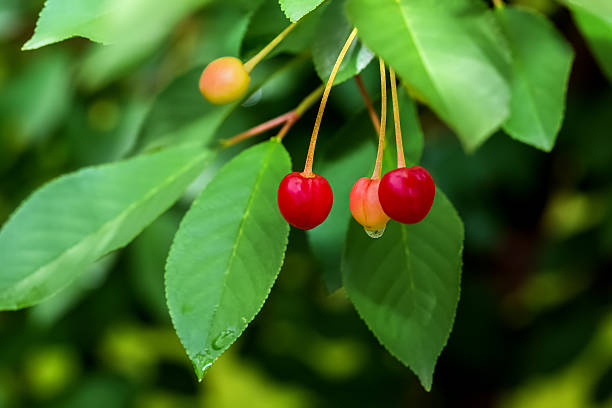 istock Young cherries with water drops on a branch 512892231
