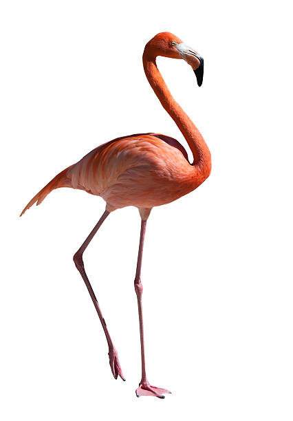 istock pink flamingo over white 512892567