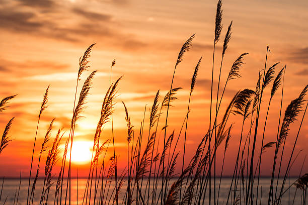 썬라이즈 반사 - sea oat grass 뉴스 사진 이미지