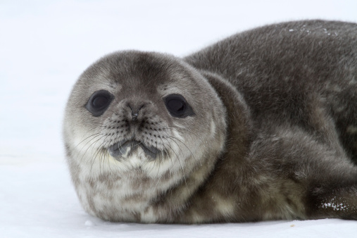 portrait of a puppy Weddell seal spring Antarctic day
