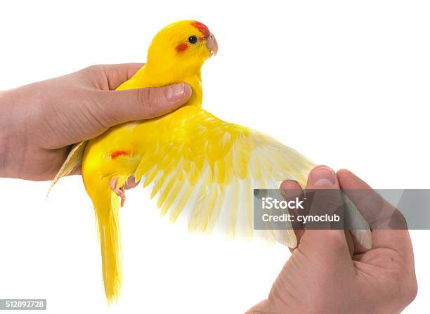 Wing Of Redfronted Kakariki Parakeet Stock Photo - Download Image Now - Veterinarian, Bird, Parakeet