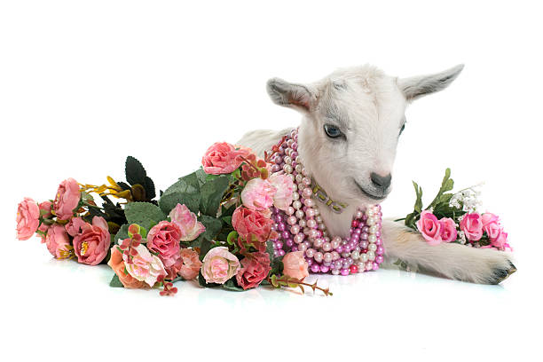 istock white young goat and flowers 512892768