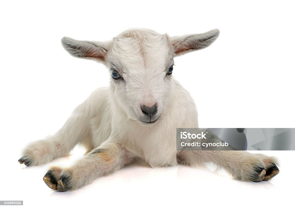 white young goat white young goat in front of white background Young Goat - Kid Stock Photo