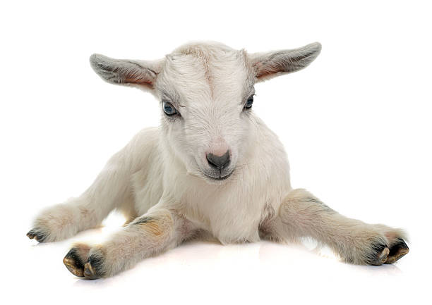 white young goat white young goat in front of white background kid goat stock pictures, royalty-free photos & images