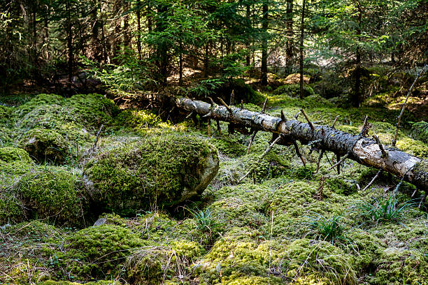 камни и упавшее дерево, покрытые мосс - dead animal стоковые фото и изображения