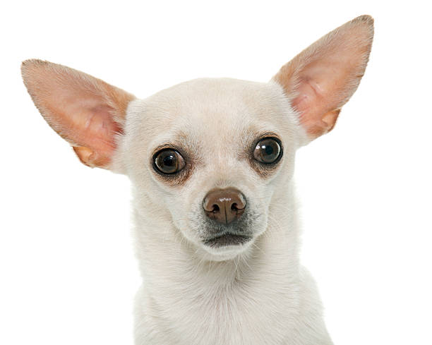 istock short hair chihuahua 512893392