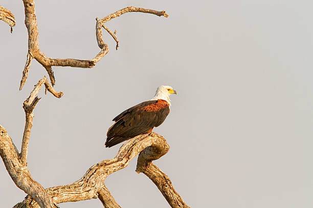 istock African Fisheagle, Savuti National Park, Botswana 512893513