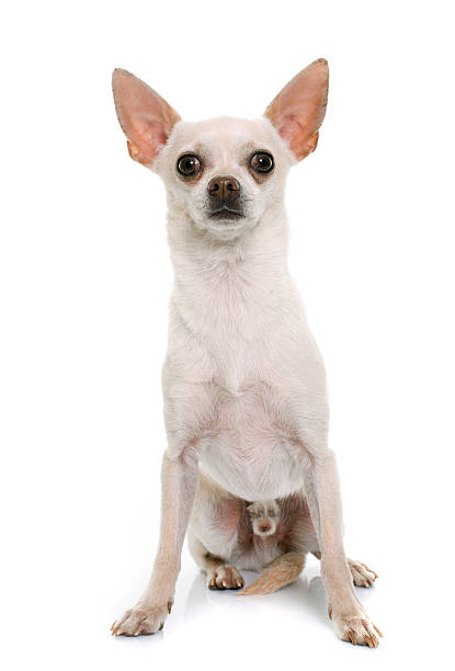 istock short hair chihuahua 512893680