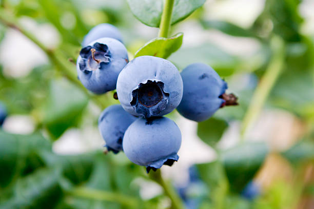 istock Ripe Blueberries on twig, outdoor, close up 512894515