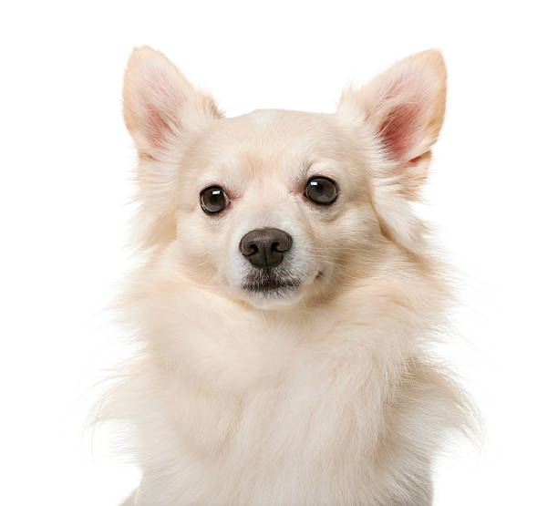 istock Chihuahua (3 years old) in front of a white background 512894992
