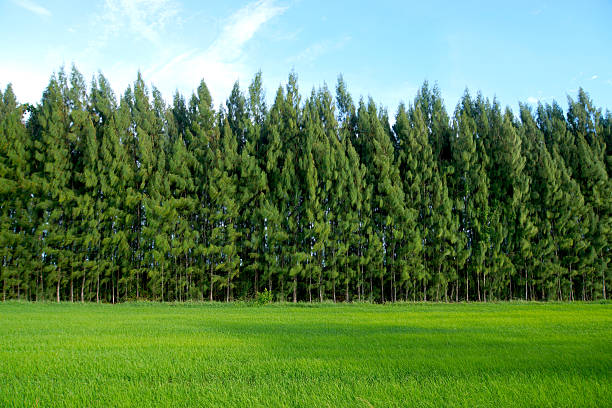 istock Rice field green grass blue sky cloud cloudy landscape backgroun 512894997