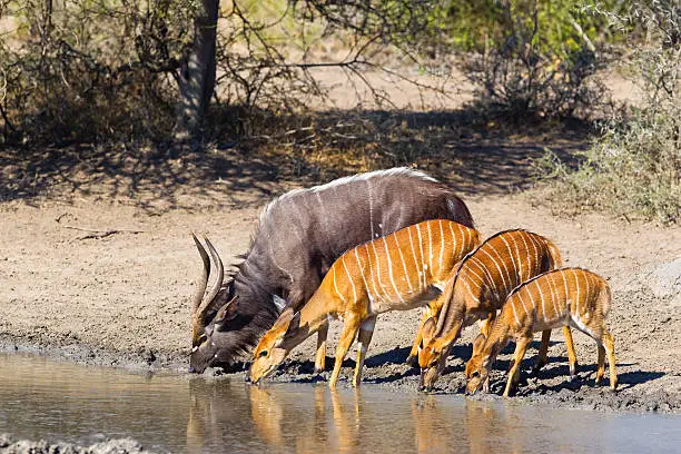 A group of Nyala (Tragelaphus angasii) male, females and a young fawn drinking at a waterhole in Hluhluwe Game Reserve, South Africa