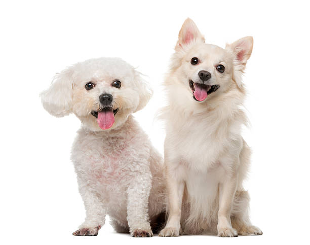 istock Maltese and Chihuahua in front of a white background 512895160