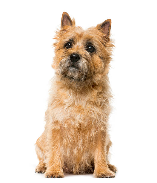 Cairn Terrier (5 years old) Cairn Terrier (5 years old) in front of a white background cairn terrier stock pictures, royalty-free photos & images