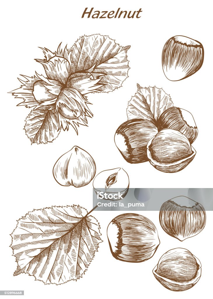 hazelnut set of sketches hazelnut set of vector sketches on an white background Hazelnut stock vector