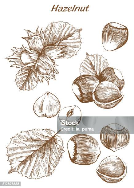 Hazelnut Set Of Sketches Stock Illustration - Download Image Now - Hazelnut, Leaf, Old-fashioned