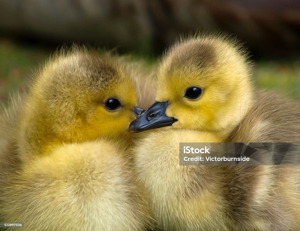 Goslings Newly hatched Canadian goslings Animal Stock Photo