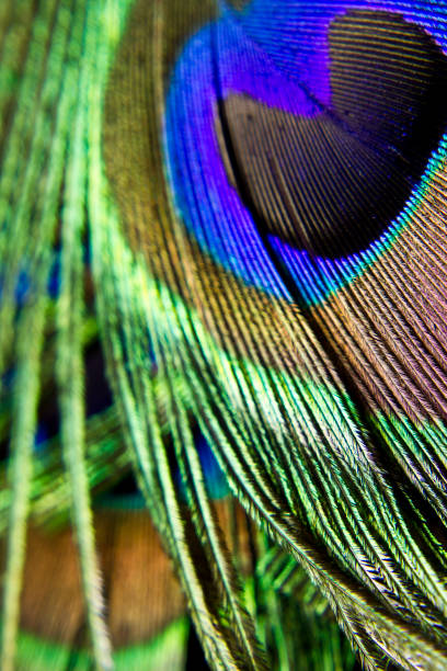 istock Close up of Peacock Feather 512897296