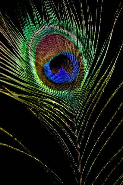 istock Close up of Peacock Feather 512897716