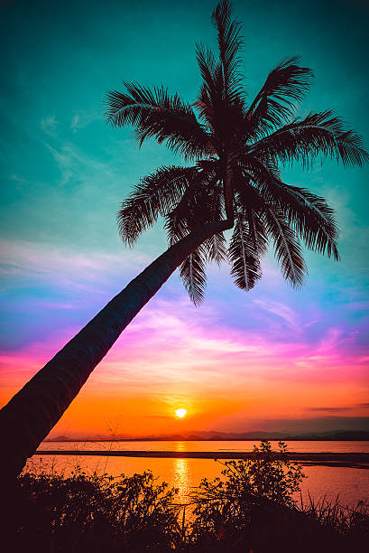istock Silhouette coconut palm trees on beach at sunset. 512897778