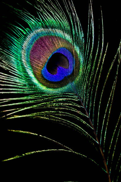 istock Close up of Peacock Feather 512897880