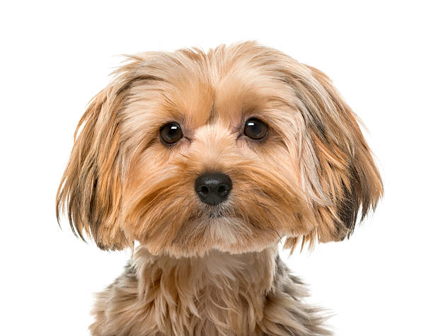 istock Yorkshire terrier in front of a white background 512898176