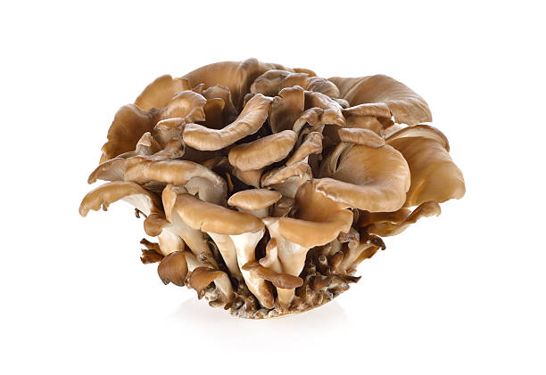 casco di griffone su sfondo bianco - oyster mushroom edible mushroom fungus vegetable foto e immagini stock