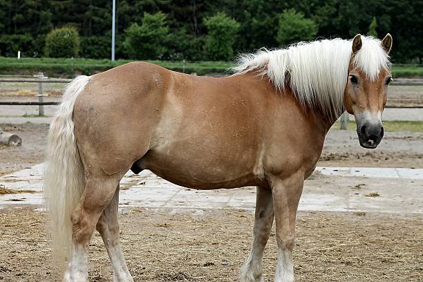 cavalo - hafling imagens e fotografias de stock