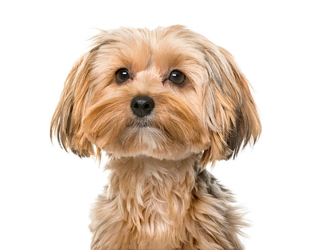 istock Yorkshire terrier in front of a white background 512898522