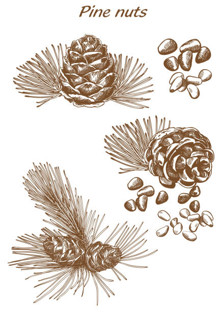 orzeszki sosnowe zestaw szkice - pine nut stock illustrations