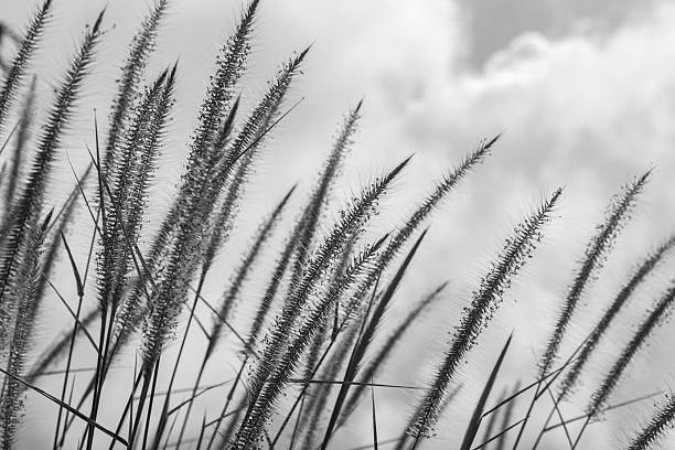 istock Nature background with grass - vintage soft light tone 512899196