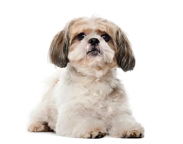 Shih Tzu (8 years old) in front of a white background