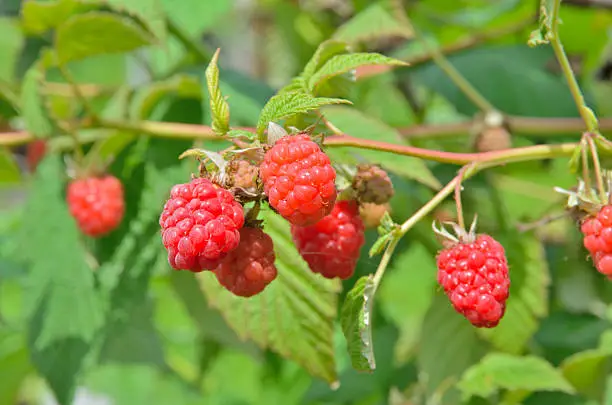 A close up of the berries raspberry on branch.