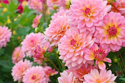 Orange and pink dahlias with raindrops, late summer