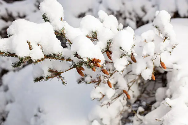 fir cones on a branch in winter forest covered with white snow